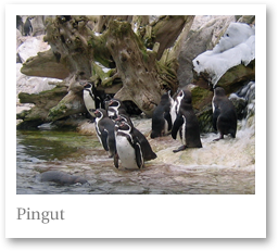 E0708: Pingut